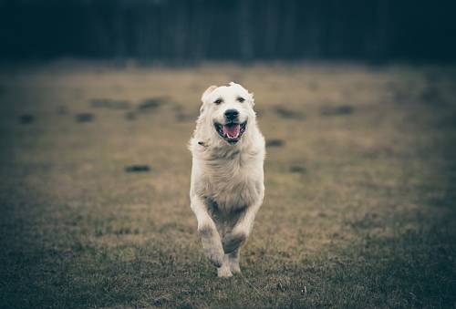 Pies golden w biegu