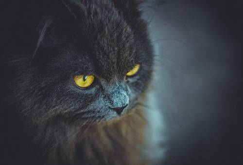 Kot z żółtymi oczami